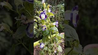 Winter flowering plants 💐 torenia  winter flowers shorts trending youtube youtubeshorts [upl. by Notwen]