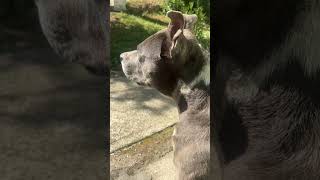 Aussie Blue Staffy Dog 🐾 staffy dog cutedog [upl. by Uaerraj280]