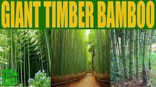 Giant Timber Bamboo  Bambusa Oldhamii  High Quality Video [upl. by Warfourd]