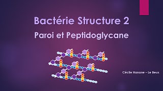 Bactérie Structure 2 PAROI BACTERIENNE et PEPTIDOGLYCANE [upl. by Sandon9]