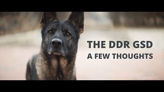 Discovering the Extraordinary DDR German Shepherd Dog [upl. by Freyah945]