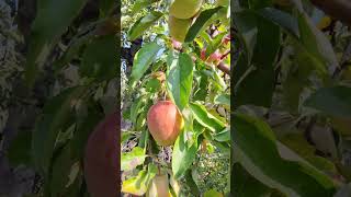 Ambri apple kashmir 🍎🍏 saga orchid 😋🍎ambri youtube shortdsvideo [upl. by Lleda873]