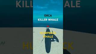 HUMPBACK WHALE vs ORCA KILLER WHALE [upl. by Einoj27]