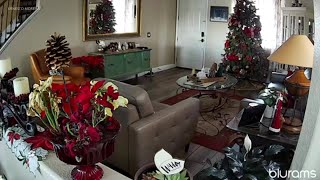 Video shows dog startled by magnitude 42 earthquake [upl. by Moreland810]