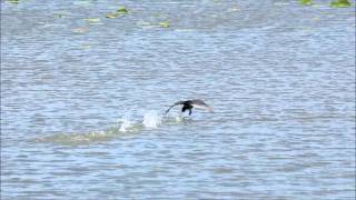 American Coot Walking on Water [upl. by Eduard]