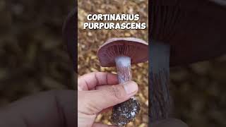 WILD MUSHROOM Cortinarius purpurascens shorts [upl. by Teodorico448]