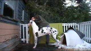 17mo Great Dane stack practice [upl. by Esyned]