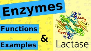 What are Enzymes amp How Do They Work [upl. by Ydnem]