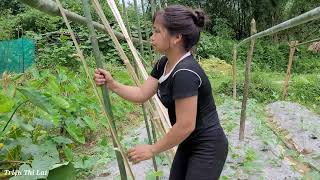 How to make a bean garden trellis taking care of chickens and ducks on the farm  daily life [upl. by Yemar]