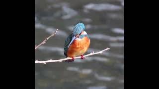 カワセミ調布地区お母さんショート 2024 10 27 カワセミ 野鳥 birds wildlife nature 自然観察ぶらり散歩 [upl. by Caria]