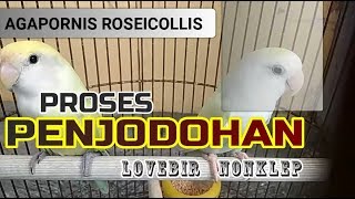 Proses Penjodohan Lovebird Nonklep  Agapornis Roseicollis [upl. by Ettenuj]