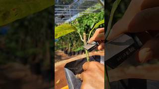 Mango plant care satisfying shorts graftingplants [upl. by Acirej]