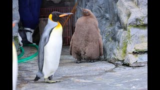 JG8K HDR 北海道 旭山動物園 2021 かわいいペンギンの赤ちゃんなどHokkaidoAsahiyama ZooCute Penguin Chic Etc [upl. by Nylave]