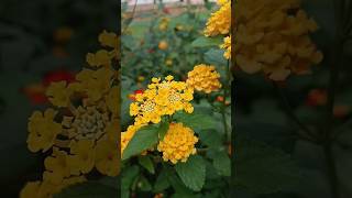 Lantana Camara flowers varieties ❤️lantanacamara flowers nature shorts shortvideo short [upl. by Annaihs]