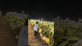 Why Do These Farmers NEED So Many Light Bulbs to Grow Dragon Fruit 🤯 [upl. by Nagorb]