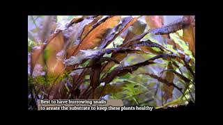 Red Aquarium Plant  Cryptocoryne undulata [upl. by Sada686]