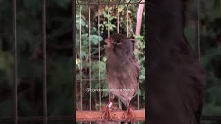 Canarinho Belga Cantador shorts canalcantodospassaros canarysinging [upl. by Ellenej501]