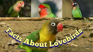 5 Facts About Lovebirds [upl. by Philippe691]