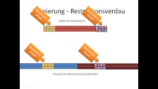 Chrashkurs Genetik  Prozesse 9  Klonierung [upl. by Haze904]