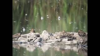 Pectoral Sandpiper Blacktoft Sands [upl. by Anson888]