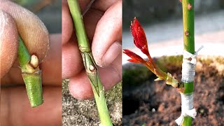 Rose Bud Grafting  Grafting Of Rose Plant With Full Update  How To Graft On Roses [upl. by Alorac]