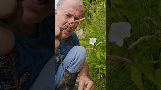 Bindweed calystegia sylvatica invasivespecies permaculture gardening explore adventure [upl. by Jovitta]