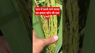 amistar top syngenta  amistar top fungicide dhankheti dhankikheti parveenfarming npkfertilizer [upl. by Garin]