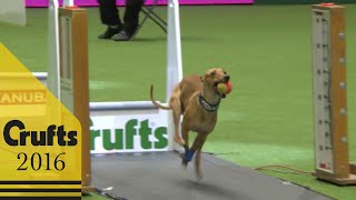 Flyball  Team Final  Crufts 2016 [upl. by Arvin362]