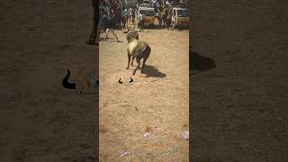 jallikattu manjuvirattu 2024 tamil culture love shorts trending [upl. by Jacquie]