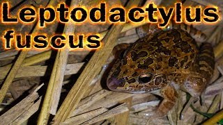 Canto de anúncio de Leptodactylus fuscus gravado ao vivo em HQ para os amantes de Anuros [upl. by Ydieh]