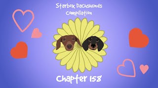 Starbox Dachshunds Compilation Chapter 158 [upl. by Rois]