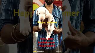 Kumbakonam Vicky pets [upl. by Ggerc]