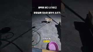 새벽에 바다나갈 준비하는데 발자국 소리가 남해 리트리버 몽실이 강아지 반려견 puppy 먹방 [upl. by Debbie546]