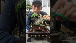 merawat bonsai mini bonsai shortvideo subscribe shorts short sancang mame tanamanhias [upl. by Kaja389]