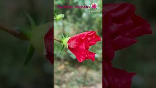 Hibiscus 🌺 shortsfeed homegardens homegrownflowers gardening youtubeshorts gardengrit [upl. by Atsok]