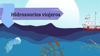 Hidrozoarios viajeros [upl. by Benkley344]