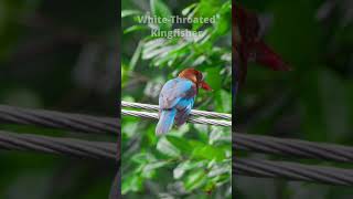 Majestic WhiteThroated Kingfisher Natures Vibrant Beauty birds nature wildlife morningview [upl. by Jannery]