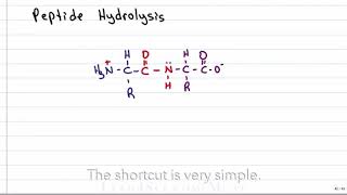 Hydrolysis of peptide bond [upl. by Ennaeed]