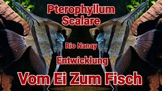 Pterophyllum Scalare quot Rio Nanay quot Vom Ei Zum Fisch Die Entwicklung Natürliche Elternaufzucht [upl. by Benedick]