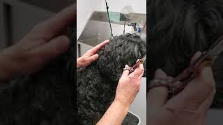 Grooming Tips for Portuguese Water Dog  Ears [upl. by Graces]