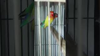 Ahlla ho akbar bird  beauti bird [upl. by Currey]