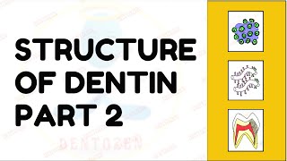 Dentinal Tubules  Dentin Histology  Structure of Dentin [upl. by Ciro727]