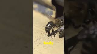 Honeybee waggle dance animals nature amazingfacts honeybee bees [upl. by Platon]