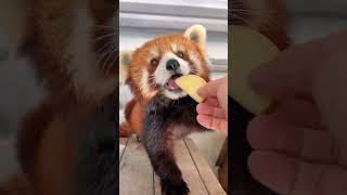 My saliva is about to flow honey🤤🤤🤤fy fyp trending cute redpanda adorable love [upl. by Stacy]