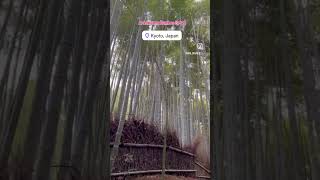 Arashiyama Bamboo Forest📍🇯🇵🎎Arashiyama Bamboo Grove shorts kyotosightseeing [upl. by Sineray962]