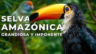 LA GRANDIOSA AMAZONIA  Un Viaje Extraordinario  Documental Completo [upl. by Gascony]