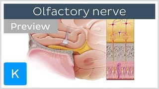 Olfactory nerve location and path preview  Human Anatomy  Kenhub [upl. by Aliekat]