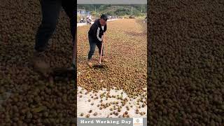 The Process Of Drying Walnuts [upl. by Hawken]