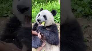 panda eating 😋熊猫吃 food cosplay [upl. by Savinirs]