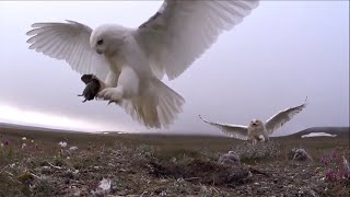 Watch the world of the Snowy Owl [upl. by Ydollem]